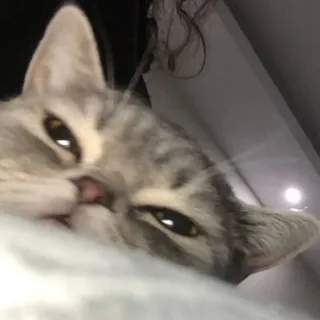 🤨 e551791d kucing, hewan, hewan peliharaan, hewan peliharaan, mamalia, felin telegram sticker