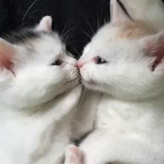 ❤ f1cd34d1 kucing, anak kucing, hewan, lucu, hewan peliharaan, felidae telegram sticker