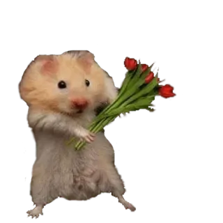 🌹 04cc11d1 criceto, fiori, carino, roditore, animale whatsapp sticker