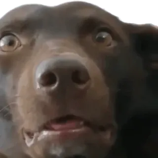 😨 07f3c4d7 cane, animale, marrone, divertente, meme, animale domestico, scioccato whatsapp sticker