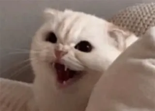 🤨 0edbfa55 gatto, arrabbiato, sibilare, gatto bianco, animale domestico, animale whatsapp sticker
