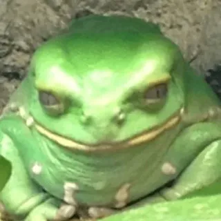 😏 17db837e rana, verde, animale, anfibio, natura whatsapp sticker