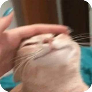 ☹️ 194d1d77 gatto, animale domestico, animale, carino, animale domestico, mammifero whatsapp sticker