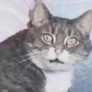 😳 199f87f5 gatto, animale, animale domestico, felino, gatto domestico, gatto grigio whatsapp sticker