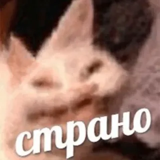 🤔 1c82f80e странно gatto, strano, meme whatsapp sticker