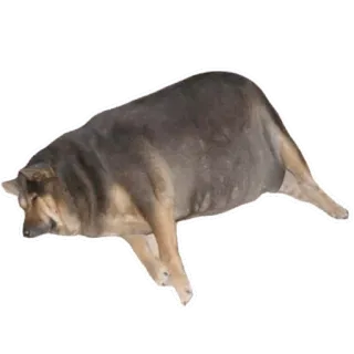 🐶 1c831dd3 cane, animale, animale domestico, pastore tedesco, dormire whatsapp sticker