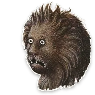 😧 3aa55702 leone, animale, divertente, creatura, faccia whatsapp sticker