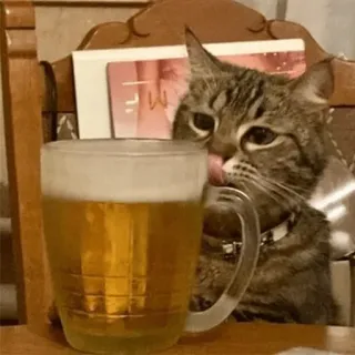 🍻 4ed5199d gatto, birra, animale, bere, animale domestico whatsapp sticker