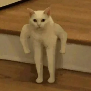 😡 59aa1487 gatto, animale, divertente, meme, palestrato, braccia, gambe whatsapp sticker