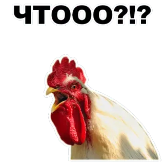 👹 65a39c2e ЧТООО?!? pollo, domanda, espressione, russo whatsapp sticker
