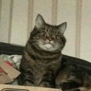 😡 7b0fca9a gatto, animale, animale domestico, tigrato whatsapp sticker