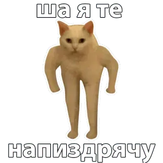 😠 8b36b070 ША Я ТЕ
НАПИЗДРЯЧУ gatto, divertente, meme, russo, slang whatsapp sticker