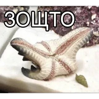 Твои стикеры — @stckrRobot telegram stickers