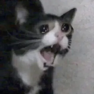 😭 a32ef548 gatto, meme, piangere, triste, animale, animale domestico whatsapp sticker