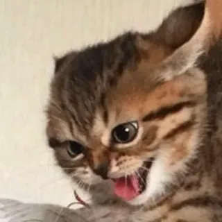 👿 aa352478 gatto, arrabbiato, gattino, felino, animale, animale domestico whatsapp sticker