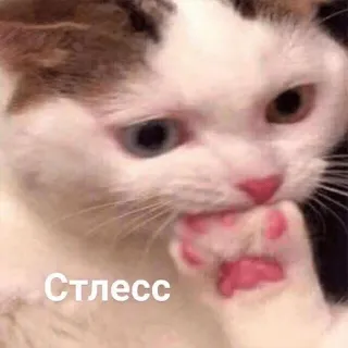 😐 c437966e Стресс gatto, stress, pensare, meme, russo, animale whatsapp sticker