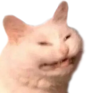 👿 d9792f64 gatto, meme, divertente, animale, gatto bianco, socchiuso whatsapp sticker