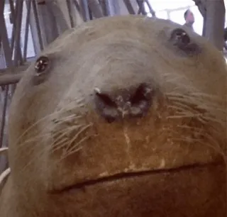 😐 df8f0603 leone marino, animale, mammifero, fauna selvatica whatsapp sticker