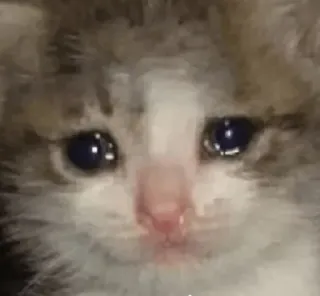 😿 ec4dfbd5 gatto, gattino, triste, piangere, animale whatsapp sticker