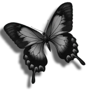 🎀 205dbb09 farfalla, insetto, bianco e nero, natura whatsapp sticker