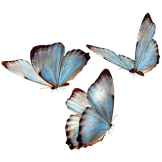 🦋 222938a1 farfalla, insetti, natura, ali, blu whatsapp sticker