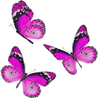 🦋 533d7465 farfalle, rosa, natura, insetti, volante whatsapp sticker