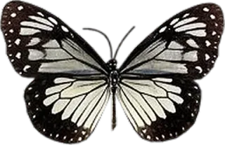 🎀 5515b710 farfalla, insetto, natura, ali whatsapp sticker