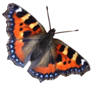 🎀 558fd9f2 farfalla, insetto, natura, animale, arancione, ala whatsapp sticker