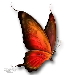 🐝 5b687acd farfalla, insetto, colorato, ali, natura whatsapp sticker