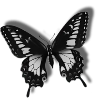 🎀 7740d5b4 farfalla, nero, bianco, insetto, natura, ali whatsapp sticker