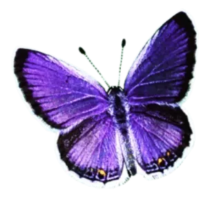 🎀 92dcb890 farfalla, viola, insetto, natura, fauna selvatica, animale whatsapp sticker