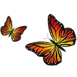 🦋 96c26174 farfalla, insetto, natura, arancione, monarca, animale whatsapp sticker