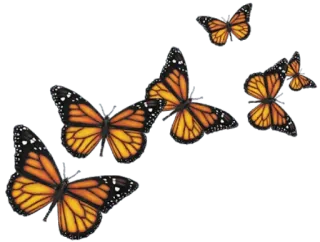 🦋 9b6b6107 farfalla, natura, arancione, ali, insetti whatsapp sticker