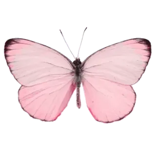 🐞 a5e802bf farfalla, rosa, insetto, natura, animale whatsapp sticker