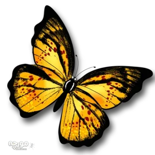 🐝 b39d8772 farfalla, giallo, natura, insetti, ali whatsapp sticker