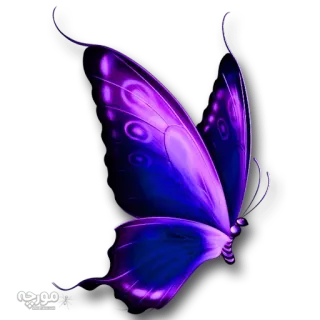 🐝 c5d7ecd8 farfalla, viola, natura, insetto, ali whatsapp sticker