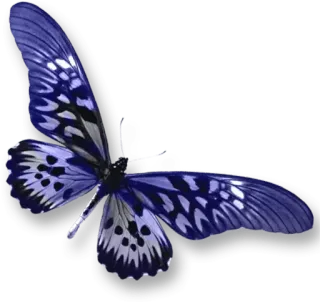 🎀 f71528a7 farfalla, blu, insetto, natura, ali, bella whatsapp sticker