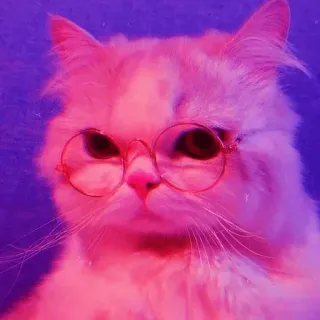 💈 18a7bf1c кот, очки, животное, питомец, милый, домашнее животное telegram sticker