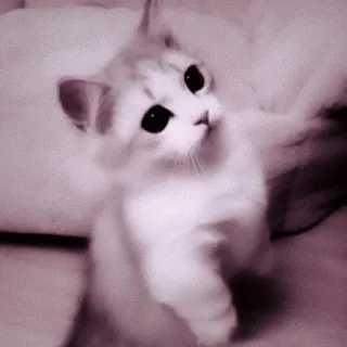 🖇 1b5ebade кот, котенок, милый, животное, питомец, очаровательный telegram sticker