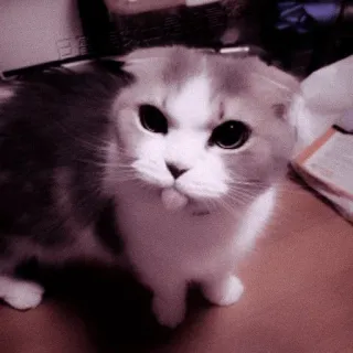 🖇 1fc1115c кот, котенок, милый, домашнее животное, животное, шотландская вислоухая telegram sticker