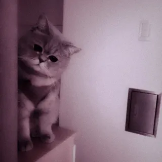 🖇 25c6264e кот, котенок, животное, милый, питомец, домашняя кошка telegram sticker