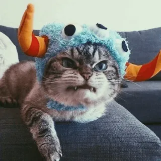 🐾 2c936579 кот, животное, питомец, шляпа, смешной, милый telegram sticker