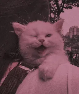 💈 2e2143aa кот, котенок, милый, домашнее животное, животное, домашняя кошка, кошачий telegram sticker