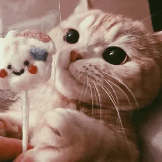 🐾 32a73627 кот, котенок, милый, сладкий, животное, леденец, питомец telegram sticker