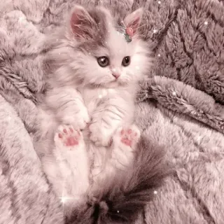 🐱 42c5b9a4 котёнок, кошка, милый, питомец, животное, пушистый telegram sticker