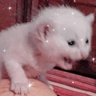 🐱 4bbe97a0 котёнок, кошка, белый котёнок, милый, животное telegram sticker