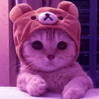 💈 57e7a2e7 кот, милый, животное, питомец, медведь, уши, котенок, шляпа telegram sticker