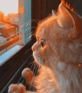 💈 58ecfac7 кот, животное, питомец, оранжевый, окно, милый, закат, солнечный свет telegram sticker