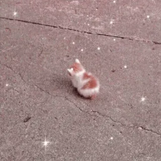 @Justdailythings || Cats 💗                                  . — telegram stickers