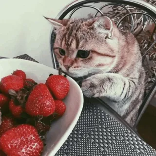 🐾 6bbf7d6a кот, клубника, животное, милый, домашнее животное, фрукт, домашняя кошка telegram sticker